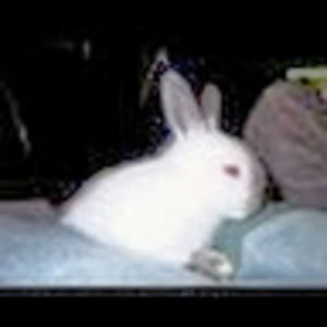 Meet your Posher, Rudy